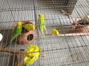 Budgerigar Birds Urgent Sale