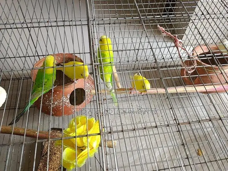 Budgerigar Birds Urgent Sale