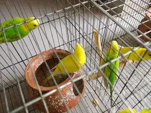 Budgerigar Birds Urgent Sale