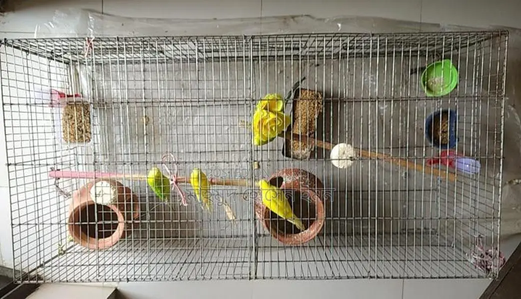 Budgerigar Birds Urgent Sale