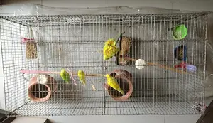 Budgerigar Birds Urgent Sale