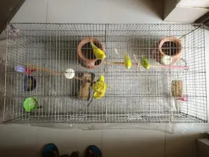 Budgerigar Birds Urgent Sale