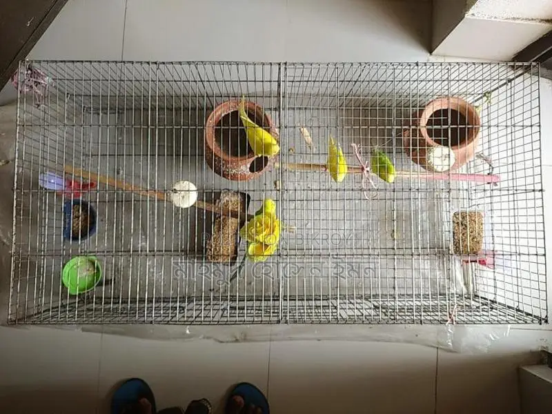 Budgerigar Birds Urgent Sale