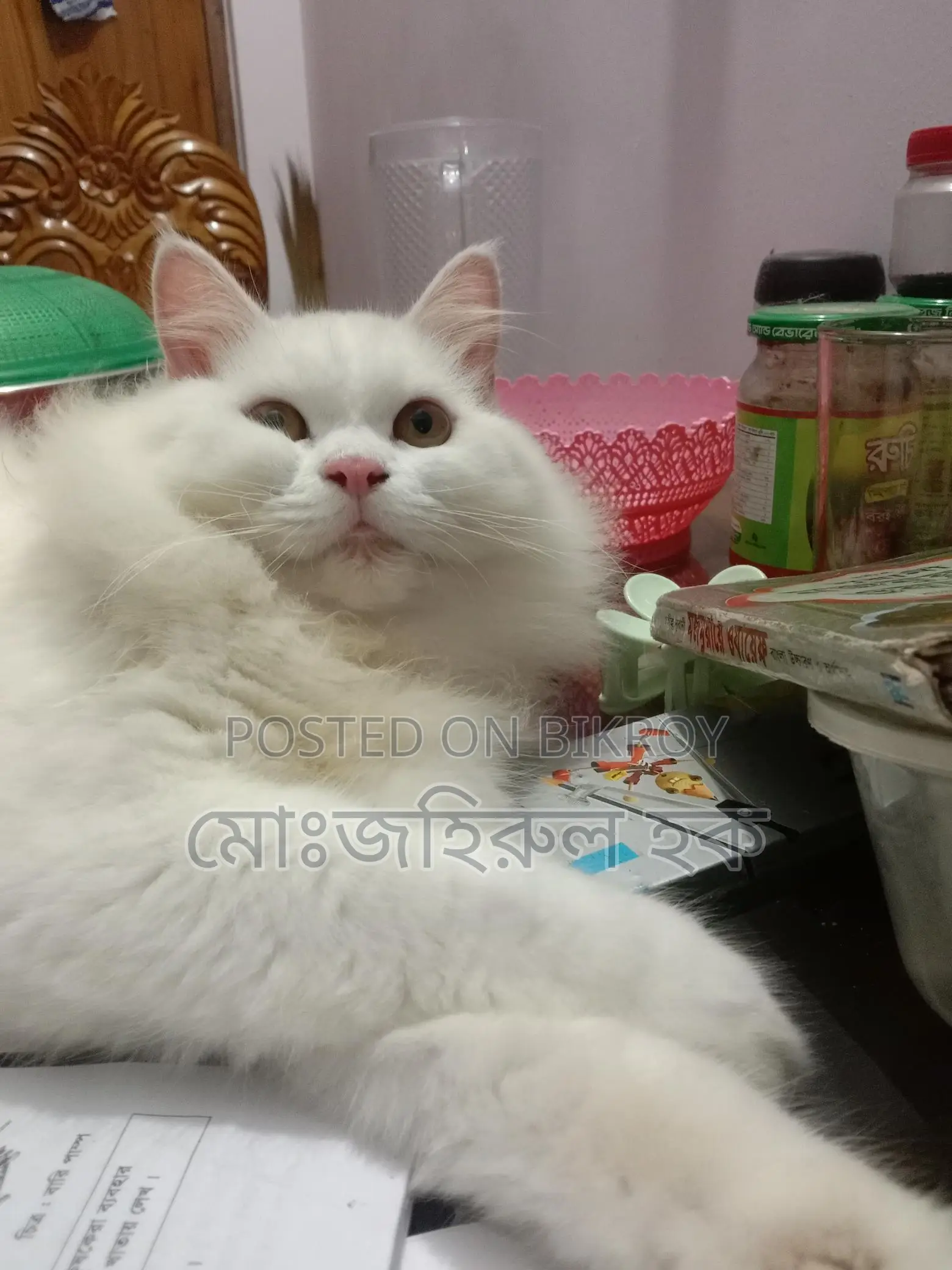 Persian Cat
