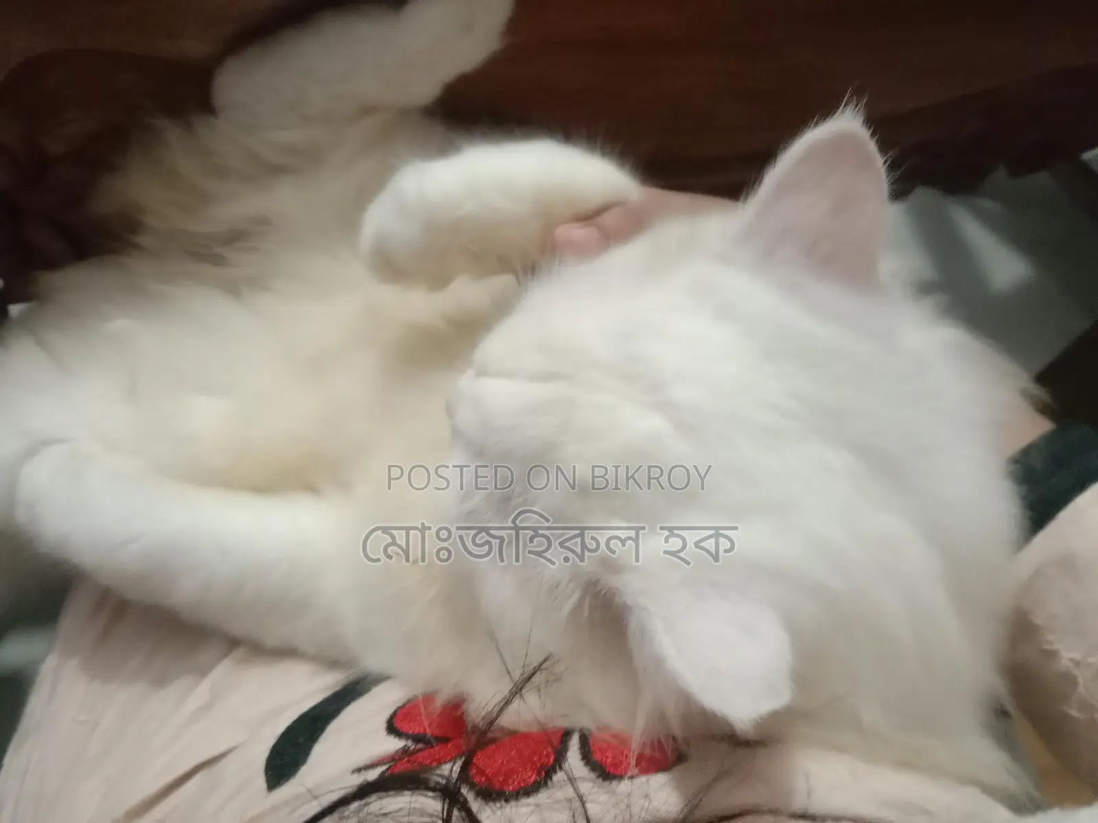 Persian Cat