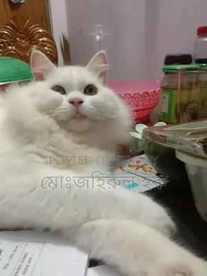 Persian Cat