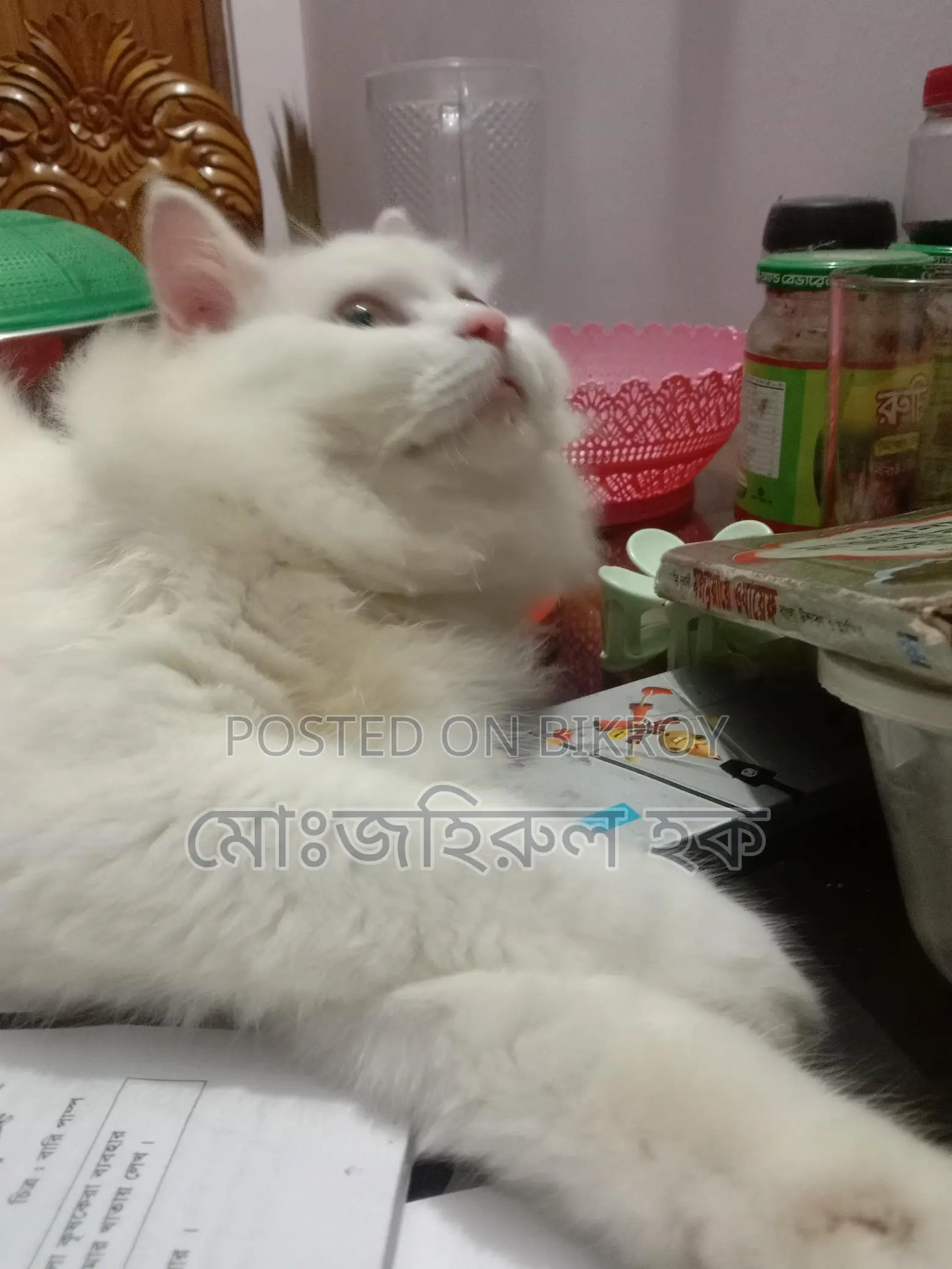 Persian Cat