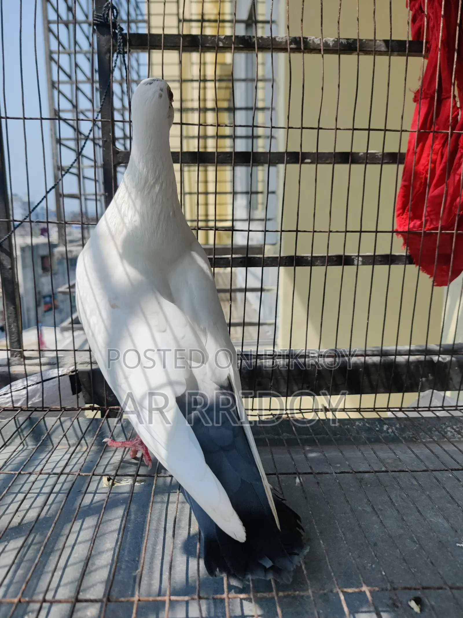 কালদম মাদি