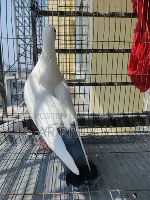 কালদম মাদি