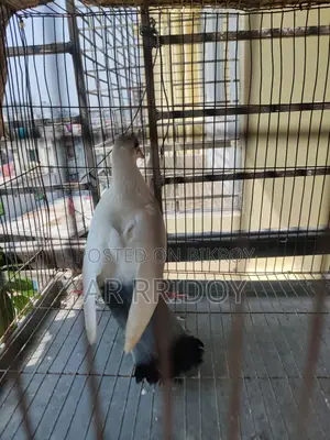 কালদম মাদি