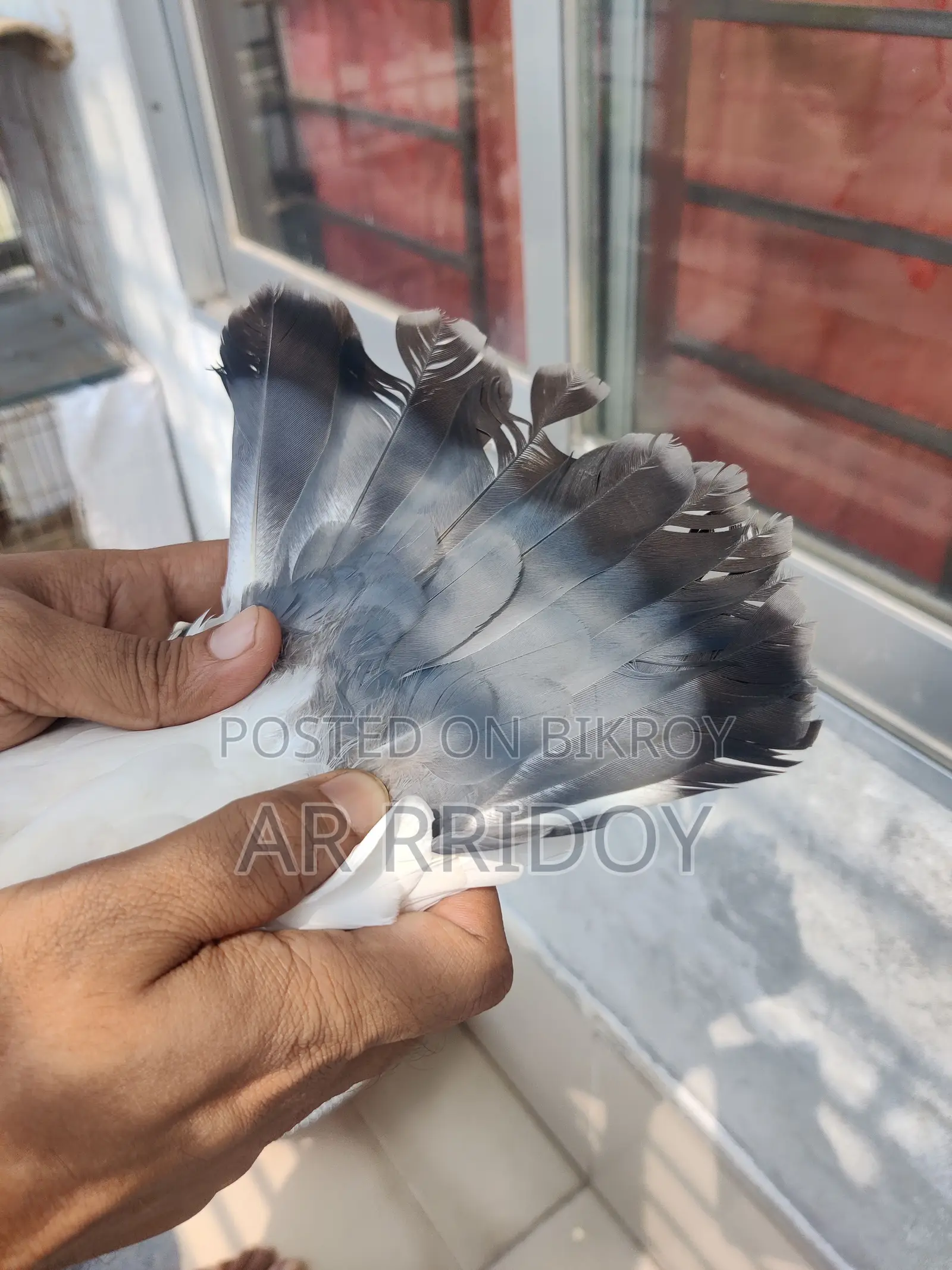 কালদম মাদি