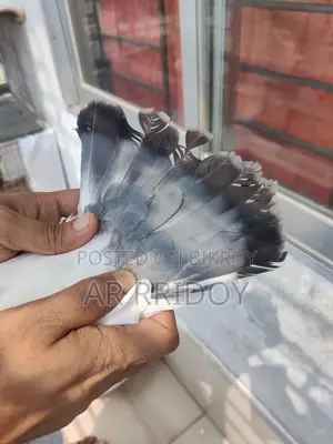 কালদম মাদি
