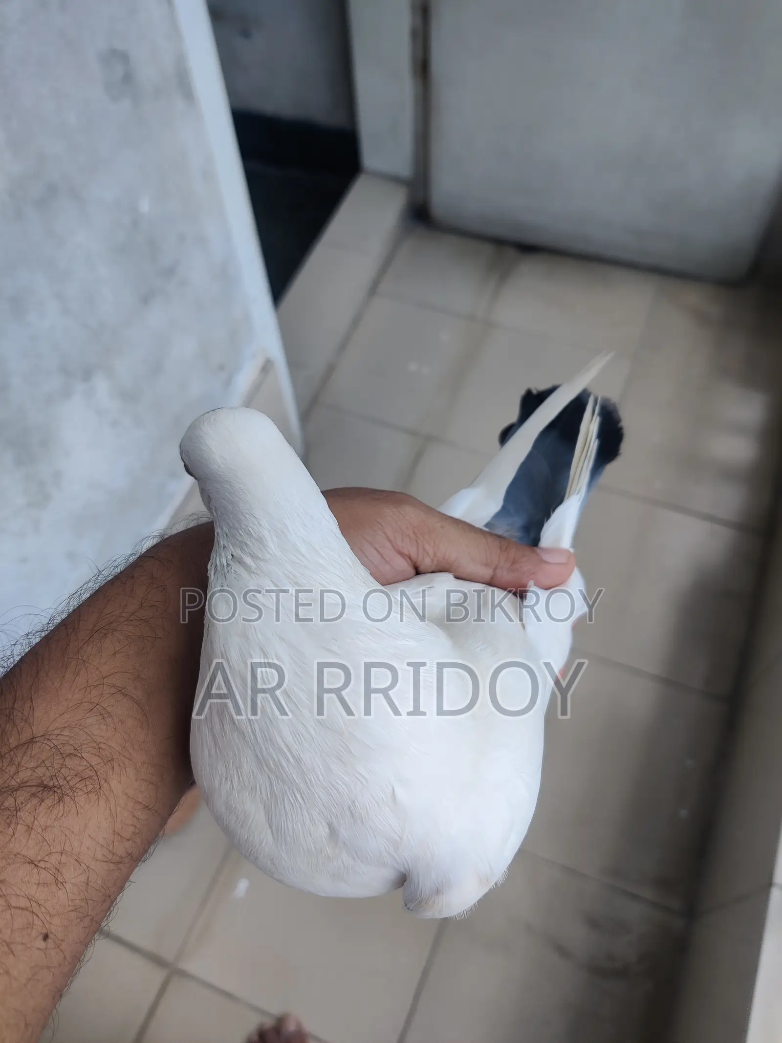 কালদম মাদি