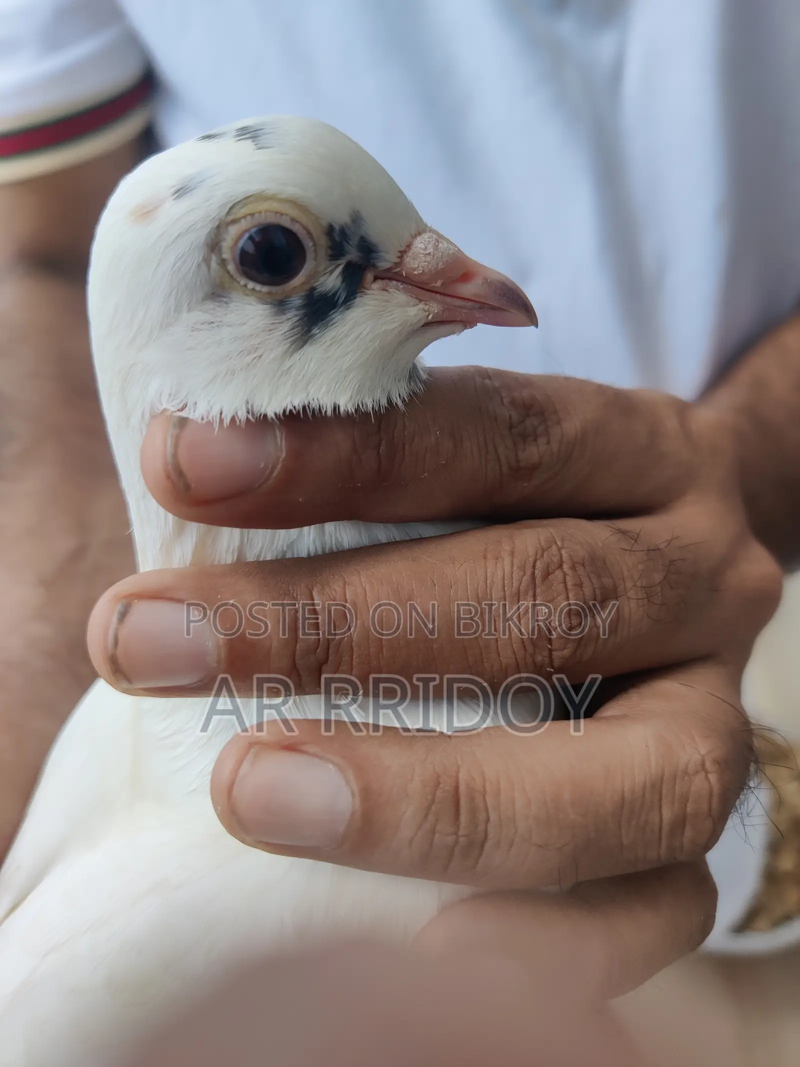 কালদম মাদি