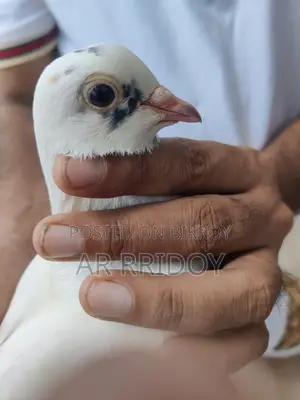 কালদম মাদি