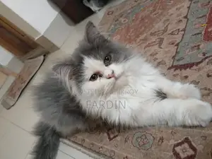 pure breed Persian