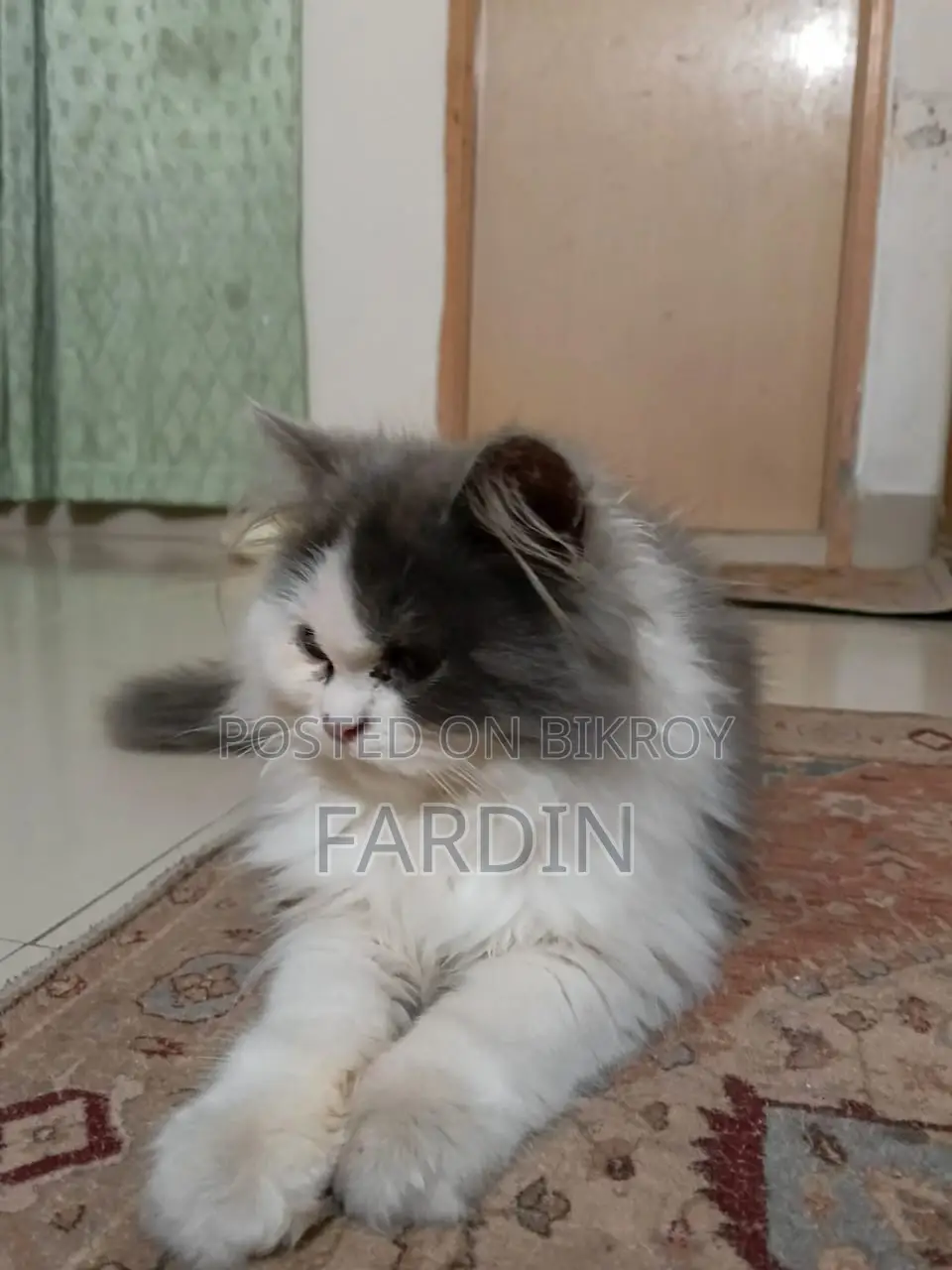 Pure Breed Persian Cat