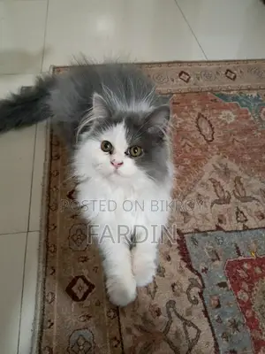 Pure Breed Persian Cat