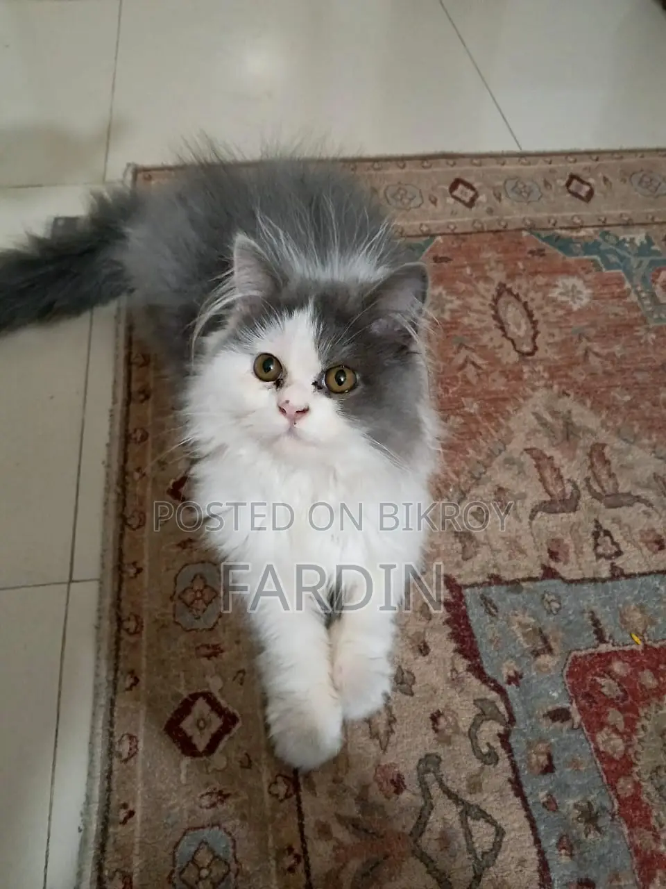 Pure Breed Persian Cat