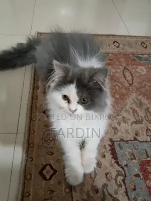 Pure Breed Persian Cat