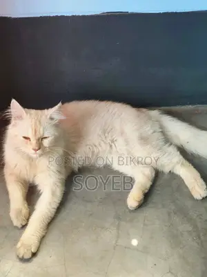Persian Cat For Sale