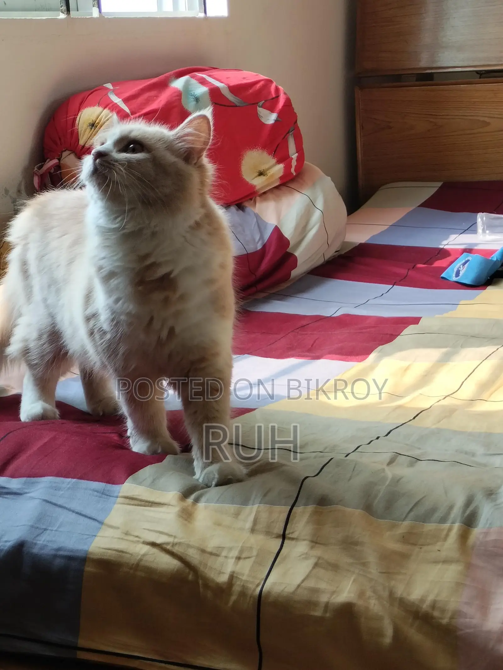 1+ year Female Purebred Persian