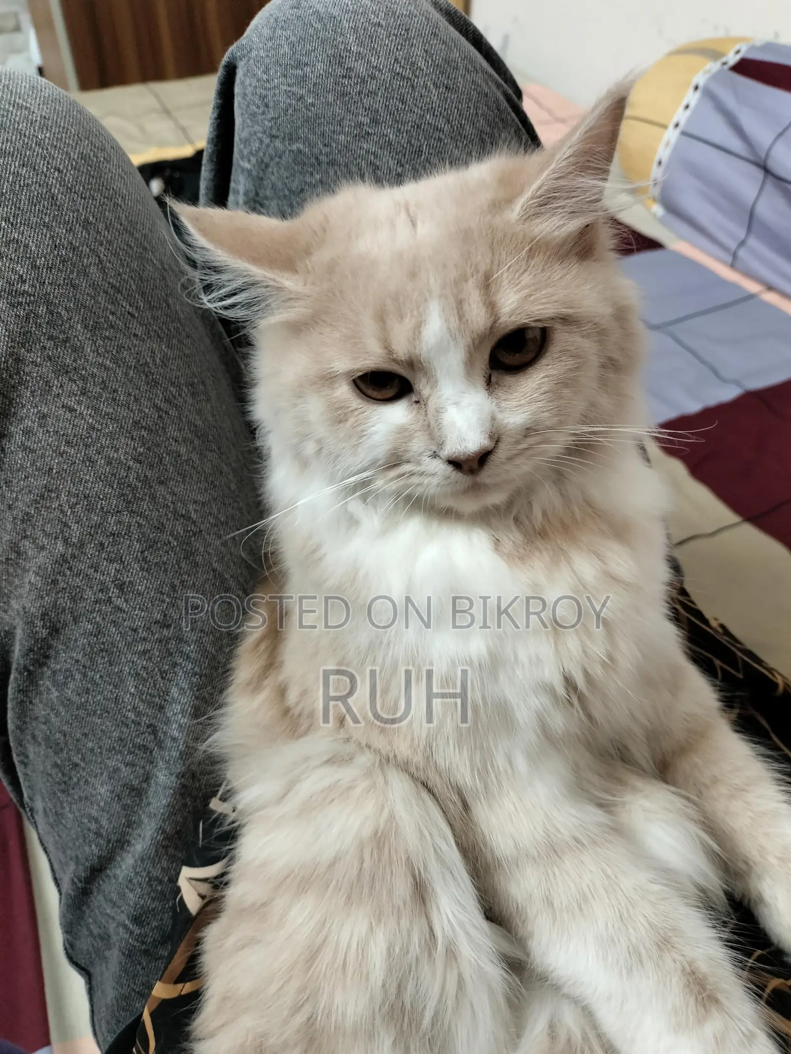 1+ year Female Purebred Persian