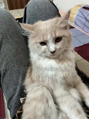 1+ year Female Purebred Persian