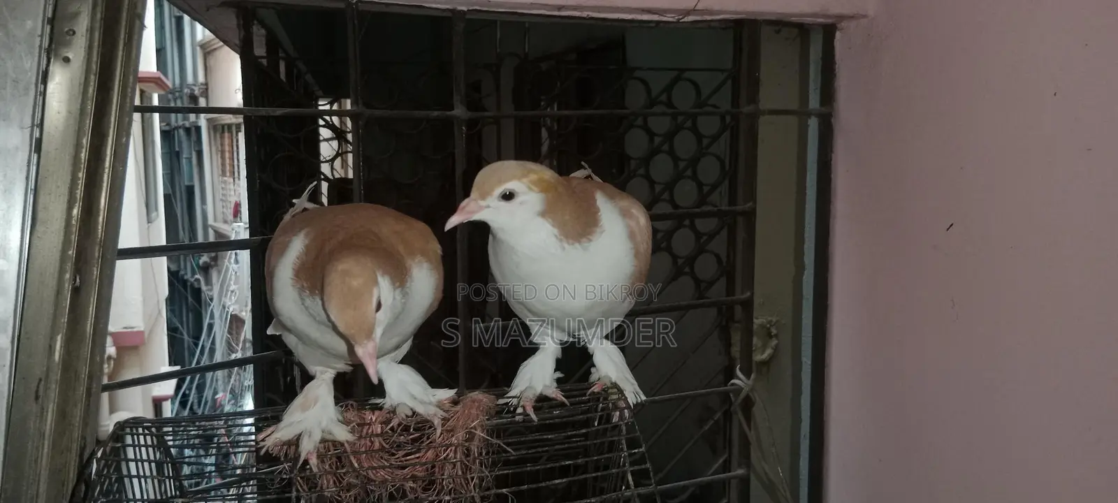 A pair of Siraji pigeons, large breed, ready to lay eggs