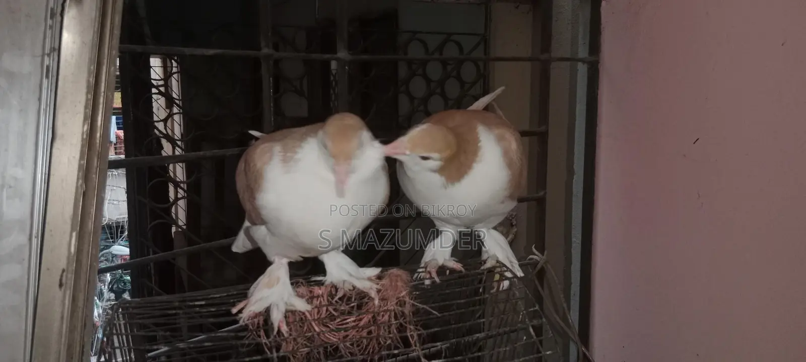 A pair of Siraji pigeons, large breed, ready to lay eggs