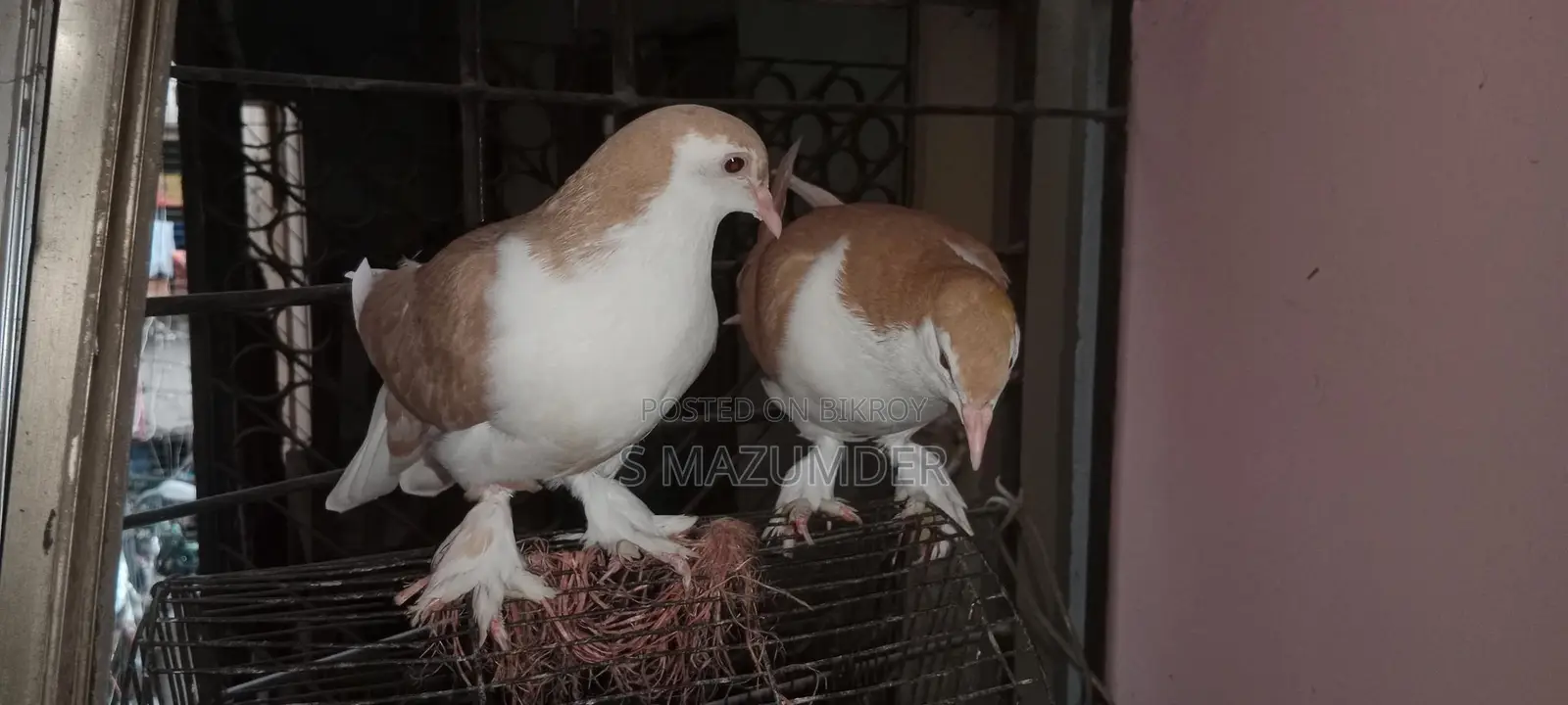 A pair of Siraji pigeons, large breed, ready to lay eggs