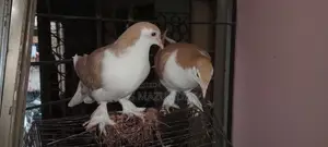 A pair of Siraji pigeons, large breed, ready to lay eggs