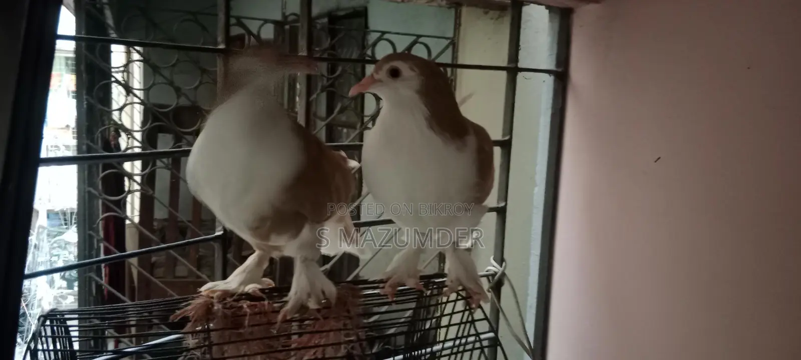 A pair of Siraji pigeons, large breed, ready to lay eggs