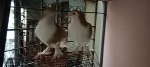 A pair of Siraji pigeons, large breed, ready to lay eggs