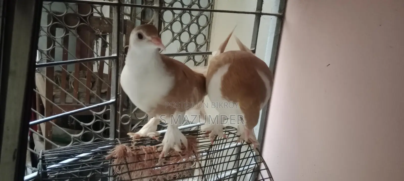 A pair of Siraji pigeons, large breed, ready to lay eggs