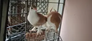 A pair of Siraji pigeons, large breed, ready to lay eggs