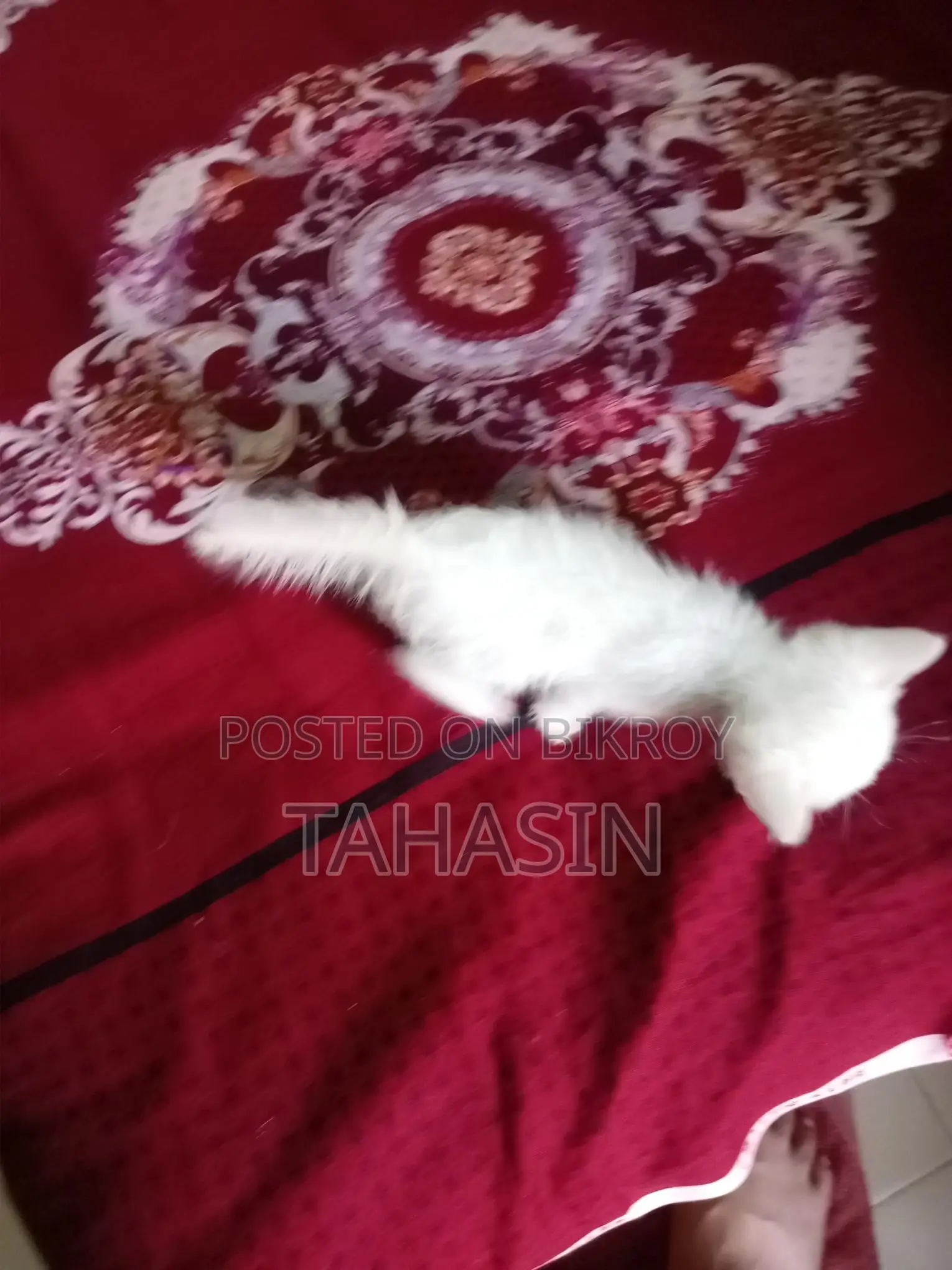 Mixed Breed American Short Hair Kittens