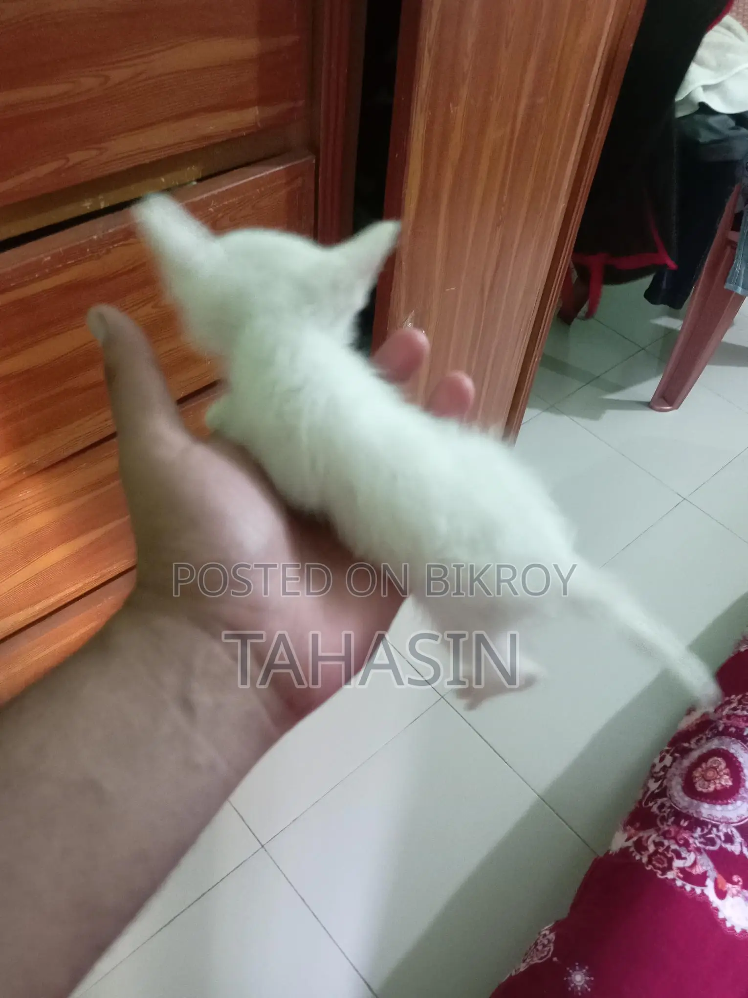 Mixed Breed American Short Hair Kittens