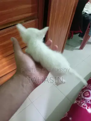 Mixed Breed American Short Hair Kittens