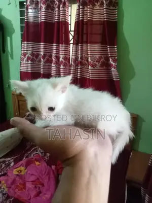 Mixed Breed American Short Hair Kittens