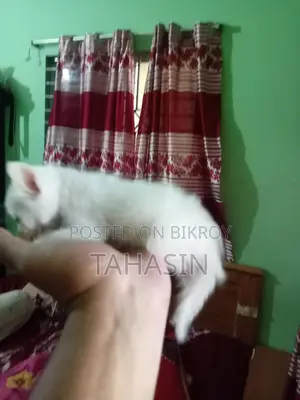 Mixed Breed American Short Hair Kittens