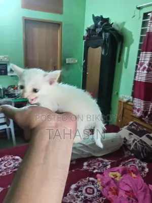 Mixed Breed American Short Hair Kittens