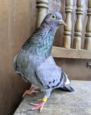 রেসার নর কবুতর