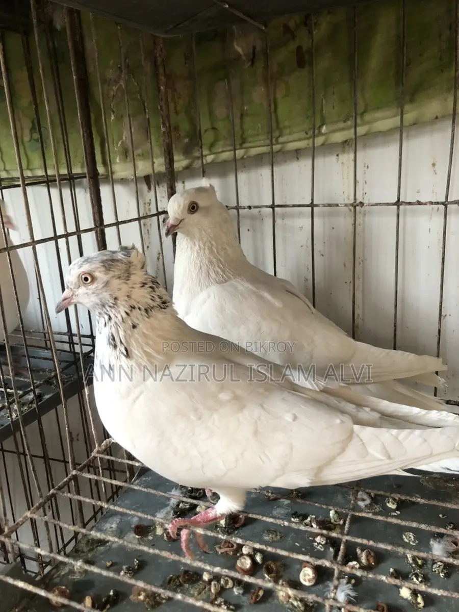 কবুতর