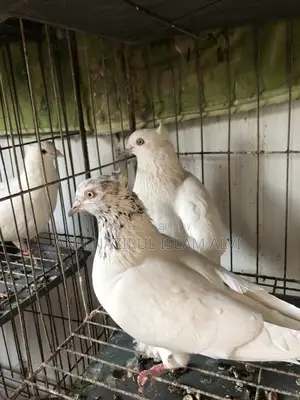 কবুতর