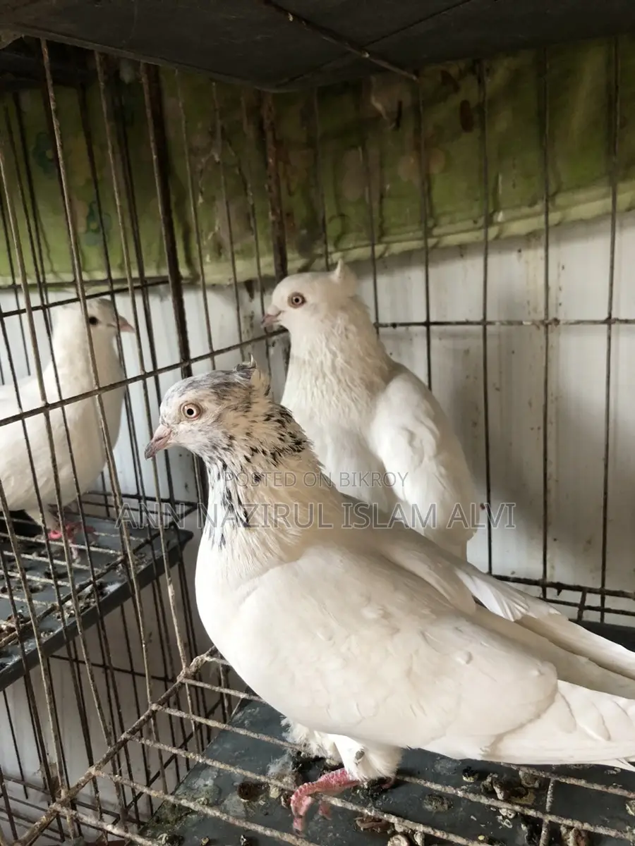 কবুতর