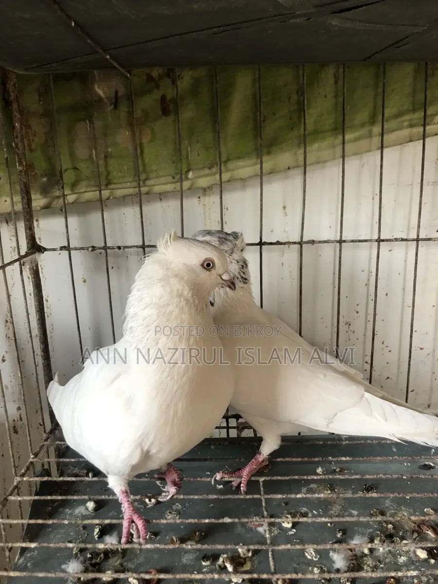কবুতর