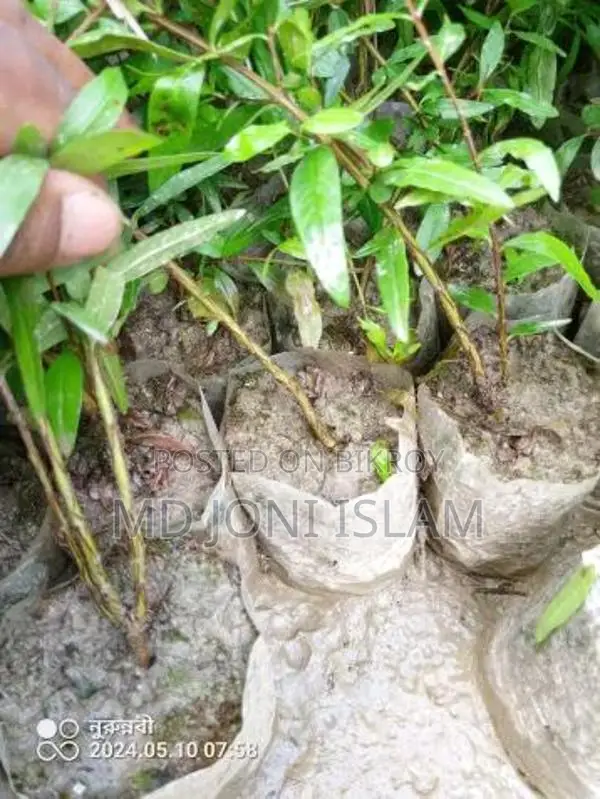 ডালিম গাছের চারা