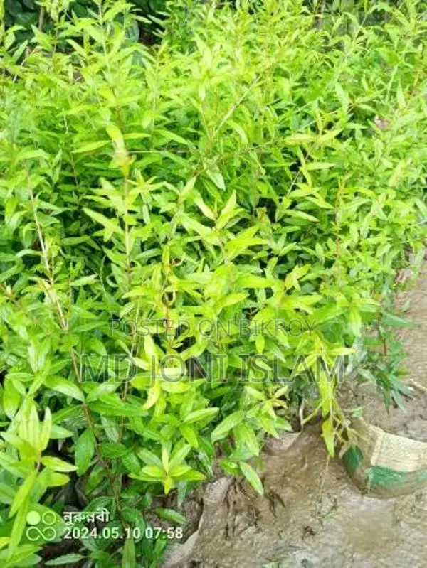 ডালিম গাছের চারা