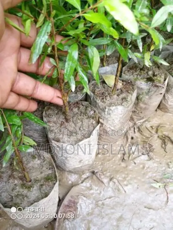 ডালিম গাছের চারা